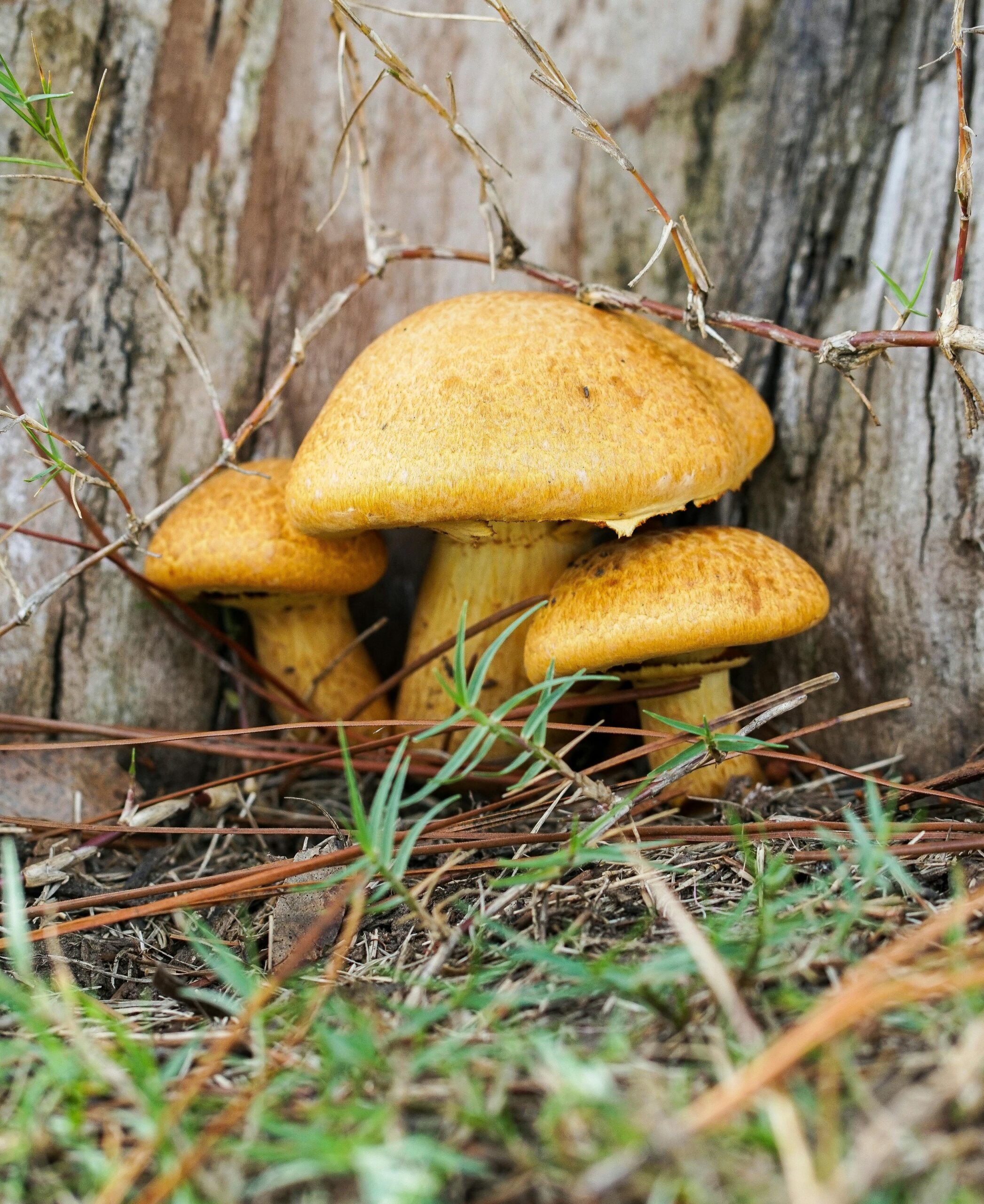 Historia de Chuquisaca: De las Raíces Precolombinas a la Independencia Boliviana